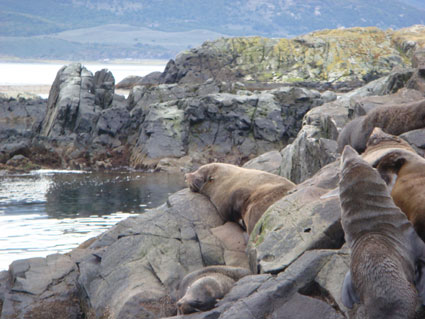 Seals-Beagle-Channel