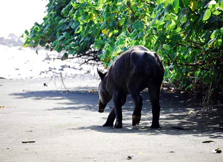 Tapir in Corcovado