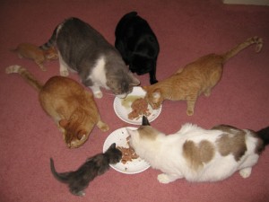 Cats